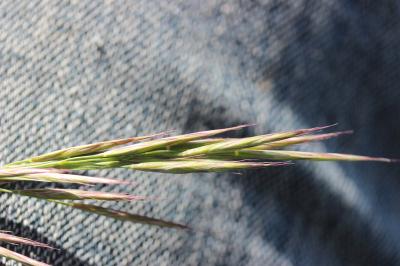 Brome érigé Bromopsis erecta (Huds.) Fourr., 1869
