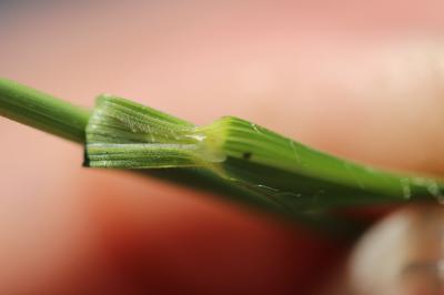 Brome érigé Bromopsis erecta (Huds.) Fourr., 1869