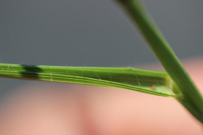 Brome érigé Bromopsis erecta (Huds.) Fourr., 1869