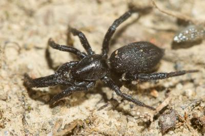  Zelotes Gistel, 1848