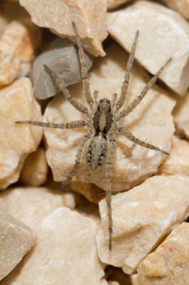  Pardosa nigriceps (Thorell, 1856)