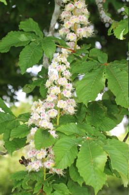 Marronnier d'Inde, Marronnier commun Aesculus hippocastanum L., 1753
