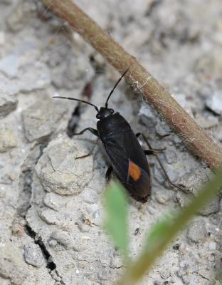 Aphanus de Rolander Aphanus rolandri (Linnaeus, 1758)