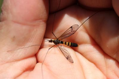  Nephrotoma crocata (Linnaeus, 1758)