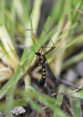  Nephrotoma crocata (Linnaeus, 1758)