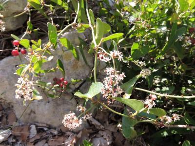 Salsepareille, Liseron épineux Smilax aspera L., 1753