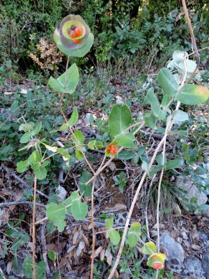 Chèvrefeuille des Baléares Lonicera implexa Aiton, 1789