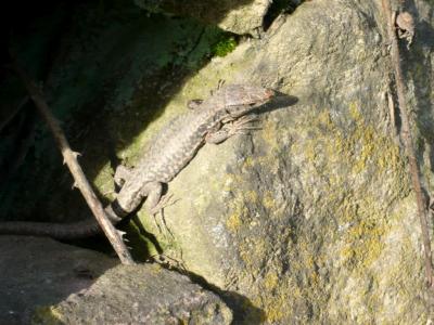 Lézard des murailles Podarcis muralis (Laurenti, 1768)