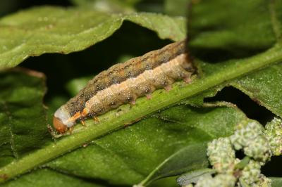 Noctuelle de l'Arroche (La) Trachea atriplicis (Linnaeus, 1758)