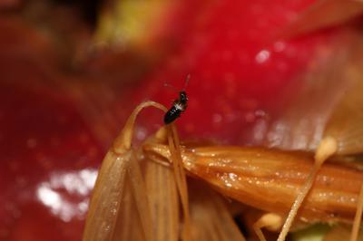  Staphylinidae Latreille, 1802