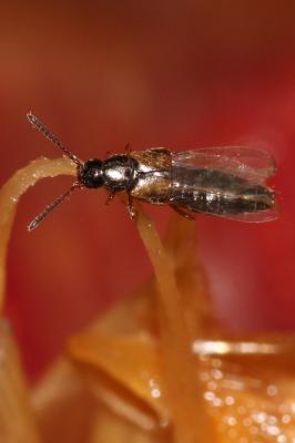  Staphylinidae Latreille, 1802