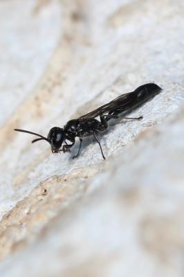  Trypoxylon Latreille, 1796