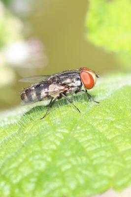  Miltogramma 