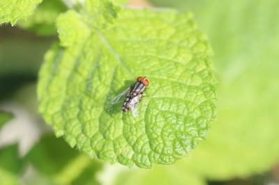  Miltogramma 
