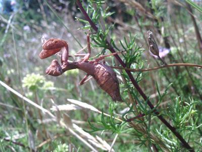  Ameles spallanzania (Rossi, 1792)