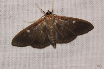 Pyrale du buis Cydalima perspectalis (Walker, 1859)