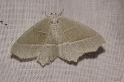 Céladon (Le) Campaea margaritaria (Linnaeus, 1760)