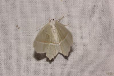 Céladon (Le) Campaea margaritaria (Linnaeus, 1760)