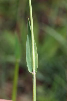 Flouve odorante Anthoxanthum odoratum L., 1753