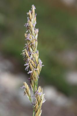 Queyrel Patzkea paniculata (L.) G.H.Loos, 2010