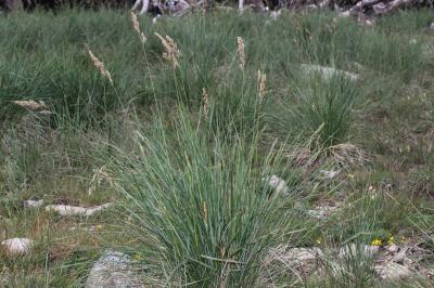 Queyrel Patzkea paniculata (L.) G.H.Loos, 2010
