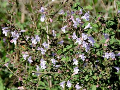 Calament glanduleux Clinopodium nepeta (L.) Kuntze, 1891