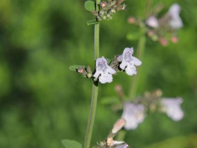 Calament glanduleux Clinopodium nepeta (L.) Kuntze, 1891