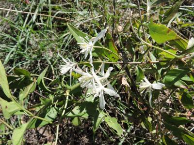 Clématite flamme, Clématite odorante Clematis flammula L., 1753