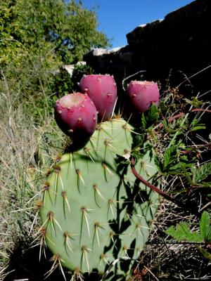 Figuier de Barbarie, Figuier d'Inde Opuntia ficus-indica (L.) Mill., 1768