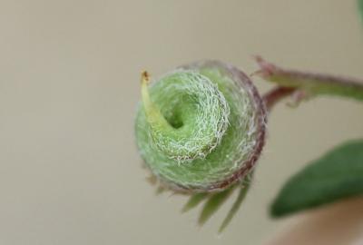 Luzerne souffrée, Luzerne sous-ligneuse Medicago suffruticosa Ramond ex DC., 1805