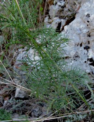 Scabieuse colombaire Scabiosa columbaria L., 1753