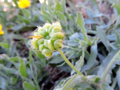 Souci des champs, Gauchefer Calendula arvensis L., 1763