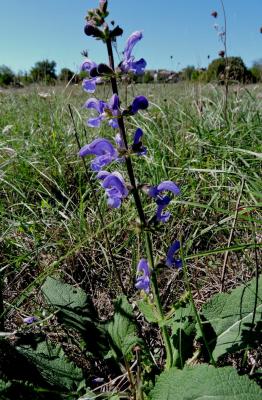 Sauge des prés, Sauge commune Salvia pratensis L., 1753