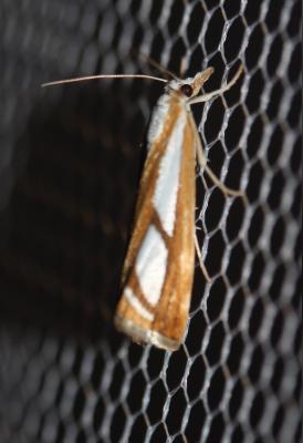  Catoptria myella (Hübner, 1796)