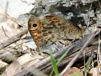 Mégère (La), Satyre (Le) Lasiommata megera (Linnaeus, 1767)
