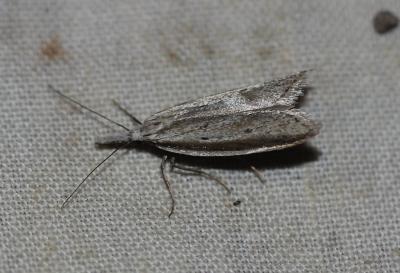  Pleurota bicostella (Clerck, 1759)