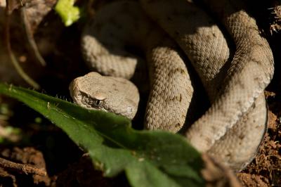 Vipère aspic Vipera aspis (Linnaeus, 1758)