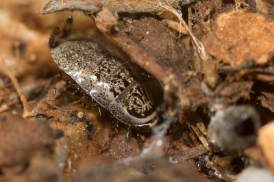  Phyllodromica subaptera (Rambur, 1838)