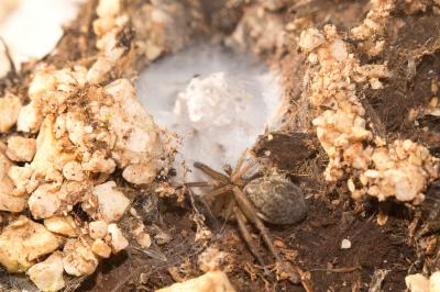  Eratigena agrestis (Walckenaer, 1802)