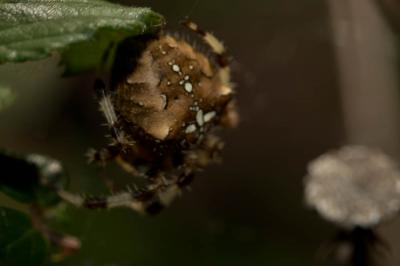  Araneus pallidus Olivier, 1789