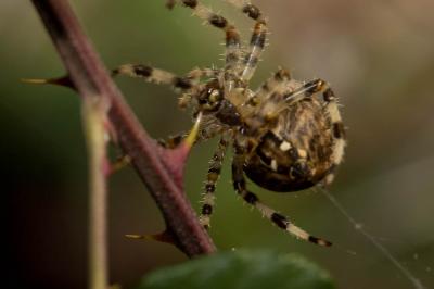  Araneus pallidus Olivier, 1789