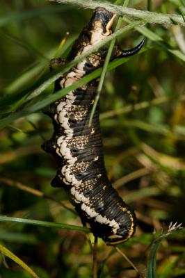 Sphinx du Liseron (Le) Agrius convolvuli (Linnaeus, 1758)
