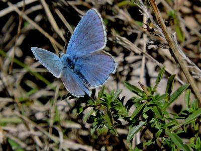 Azuré bleu-céleste (L'), Bel-Argus (Le), Argus ble Lysandra bellargus (Rottemburg, 1775)