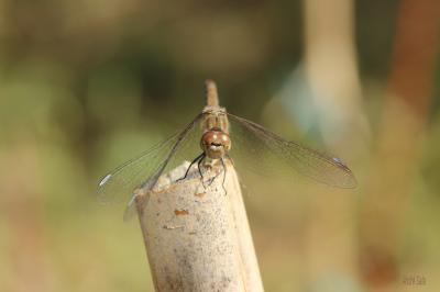Sympétrum fascié (Le) Sympetrum striolatum (Charpentier, 1840)