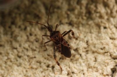 Punaise americaine du pin, Punaise du pin, Leptogl Leptoglossus occidentalis Heidemann, 1910