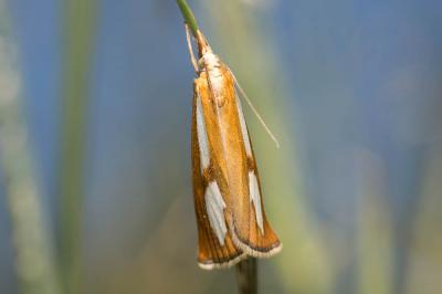  Catoptria conchella (Denis & Schiffermüller, 1775)