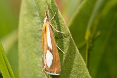  Catoptria conchella (Denis & Schiffermüller, 1775)