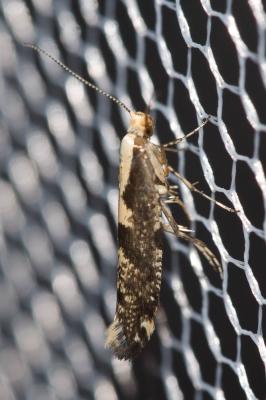  Argyresthia conjugella Zeller, 1839