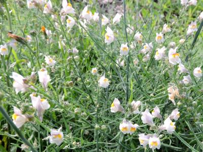 Linaire rampante Linaria repens (L.) Mill., 1768