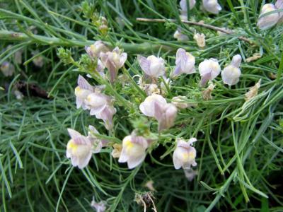 Linaire rampante Linaria repens (L.) Mill., 1768